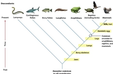 <strong>Based on the phylogeny in the figure, which traits are shared by bony fishes and amphibians? </strong> A) jaws and lungs B) bony skeleton and lungs C) jaws and bony skeleton D) legs and lungs