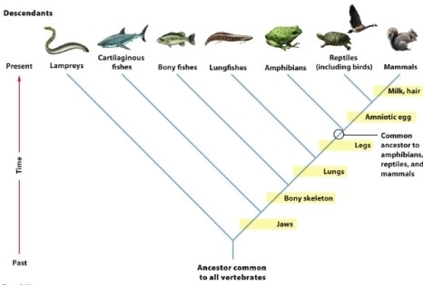 <strong>Based on the phylogeny in the figure, which group is most closely related to the reptiles? </strong> A) lampreys B) lungfishes C) amphibians D) mammals