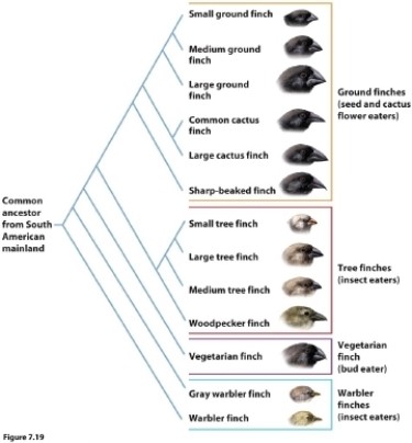 <strong>Based on the phylogeny of the Galápagos finches, which statement is correct? </strong> A) The ground finches and the tree finches have no common ancestor. B) The ancestor of the small tree finch and large tree finch probably ate insects. C) The ancestor of the large cactus finch and common cactus finch likely ate insects. D) The small tree finch is most closely related to the sharp-beaked finch.