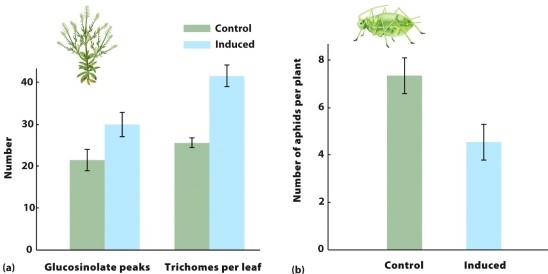 <strong>Consider the figure, which shows how Virginia pepperweed responds to herbivores. Which of the following conclusions can we make solely using the data shown? I. Plants increased glucosinolate production when aphids were present. II) Plants with more glucosinolate and trichomes had fewer aphids. III) Producing glucosinolate and trichomes reduced plant fitness when aphids were absent.</strong> A) I only B) II only C) III only D) I and II only E) I, II, and III