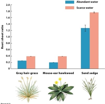 <strong>The figure shows plant growth responses to variation in availability of water. If this is an example of adaptive phenotypic plasticity, how would we expect the root-to-shoot ratio to be related to fitness? </strong> A) When water is scarce, plants with high root-to-shoot ratios have higher fitness. B) When water is scarce, plants with low root-to-shoot ratios have higher fitness. C) In all environments, plants with high root-to-shoot ratios have higher fitness. D) In all environments, plants with low root-to-shoot ratios have higher fitness.