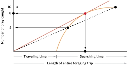 <strong>Based on the central-place foraging theory and the figure, identify the optimal number of prey for a forager to catch. In the figure the straight orange line indicates the optimal rate of prey capture. </strong> A) 5 prey B) 8 prey C) 10 prey D) 5, 8, and 10 prey are equally optimal