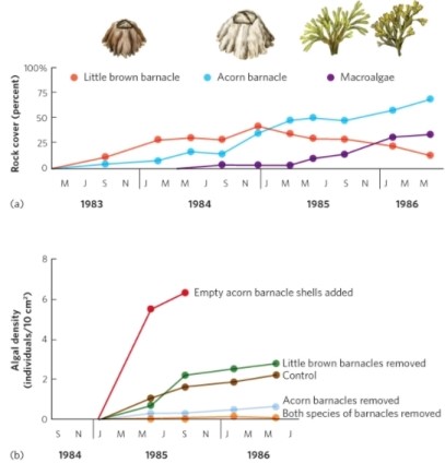 <strong> (Figure 19.14) In the experiment associated with the figure, acorn barnacles facilitate the growth of algae. If you removed both acorn barnacles and the limpet predators of algae, what would you be likely to observe over time?</strong> A) a dense carpet of little brown barnacles only B) a carpet of little brown barnacles followed by algal growth C) no colonization of any organisms D) a dense carpet of algae only