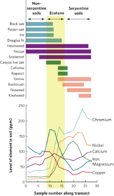 <strong> Which species is restricted to serpentine soils?</strong> A) black oak B) hawkweed C) ragwort D) fireweed