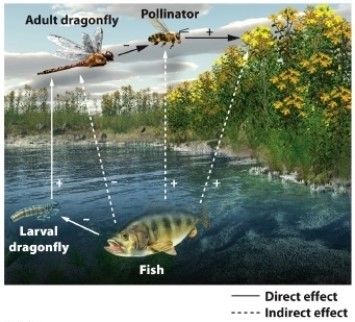 <strong> The presence of fish has a positive effect on shoreline flowering plants. Which lines in the diagram reflect a negative direct effect?</strong> A) fish \rightarrow adult dragonfly B) fish \rightarrow pollinator C) fish \rightarrow larval dragonfly D) adult dragonfly \rightarrow plants
