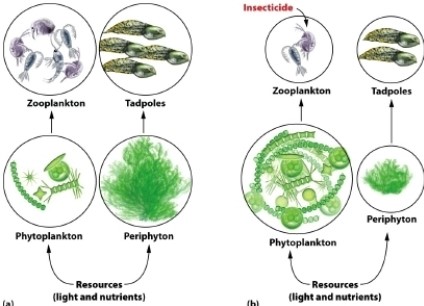 <strong> What organisms in the figure appear NOT to be indirectly affected by insecticide?</strong> A) zooplankton B) tadpoles C) phytoplankton D) periphyton