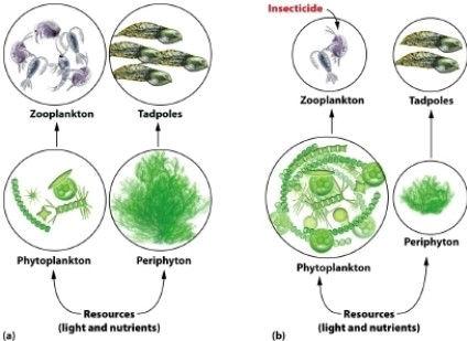 <strong> Which of the following statements would NOT be true about the species relationship in the figure?</strong> A) Zooplankton consume phytoplankton. B) Zooplankton consume periphyton. C) Tadpoles consume periphyton. D) Tadpole abundance is related to the abundance of its food resource.
