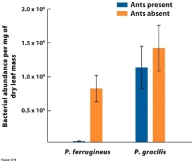 <strong> (Figure 17.9) Two species of ant that live on acacia are Pseudomyrmex ferruginea and P. gracilis. The figure shows how the presence or absence of each species of ant affects the abundance of pathogenic bacteria on acacia leaves. What conclusion can you draw from this figure?</strong> A) Neither ant is mutualistic with acacia. B) Only P. ferruginea is mutualistic with acacia. C) Only P. gracilis is mutualistic with acacia. D) Both ant species are mutualistic with acacia.