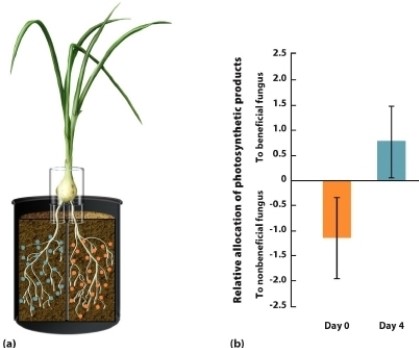 <strong> (Figure 17.18) A group of researchers grew plants so that half of their roots were in soil with a fungus that provides benefits to the plants and the other half were in soil with a fungus that did not provide benefits to the plants. After 9 weeks of growth, they provided the plants with carbon dioxide containing a rare isotope of carbon. For four days, they evaluated how much of the carbon went to the beneficial fungus and how much of the carbon went to the nonbeneficial fungus. Some of their results are presented in the figure. Which statement(s) about this experiment is/are CORRECT? I) At the experiment's start, the nonbeneficial fungus was taking resources from the plant. II) After 4 days, the plant provided more resources to the beneficial fungus. III) This is an example of how species can prevent cheating in mutualisms.</strong> A) I only B) II only C) III only D) I and II only E) I, II, and III