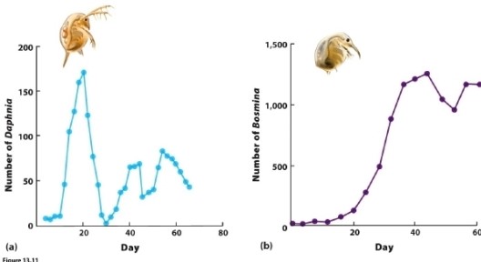 <strong> Which of the following is most likely to explain why Daphnia exhibits greater oscillations in population size than Bosmina?</strong> A) Daphnia exhibits delayed density dependence; Bosmina does not. B) Bosmina exhibits delayed density dependence; Daphnia does not. C) Daphnia's carrying capacity is higher than Bosmina's. D) Daphnia's carrying capacity is lower than Bosmina's.