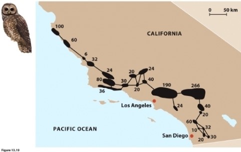 This figure shows a metapopulation for the California spotted owl. Describe two ways in which this real metapopulation differs from the assumptions of the basic model of metapopulation dynamics, <sub> </sub> = (1 - e/c).