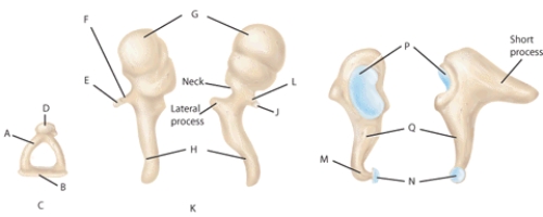 Match each structure or landmark to the correct descriptor. Terms may be used more than once or not at all. -Anterior process of malleus