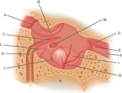 Match each structure or landmark to the correct descriptor. -Jugular fossa