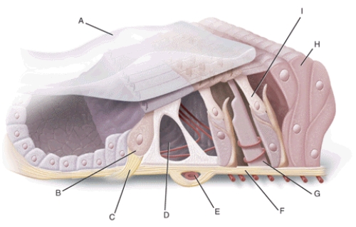 Match each structure or landmark to the correct descriptor. -Inner hair cell