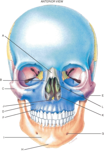 Match each labeled landmark or bone in the following figure to the correct descriptor. Terms may be used more than once or not at all.   -Mental foramen