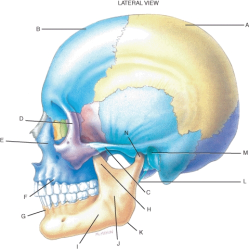 Match each labeled landmark or bone in the following figure to the correct descriptor. Terms may be used more than once or not at all. -Alveolar process of maxilla