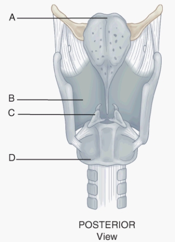 Match the term or descriptor with the item or landmark indicated in the following figure. This cartilage protects the airway from intrusion of food or liquid during swallowing.