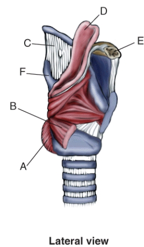 Match the description to the structure, landmark, or muscle in the following figure. Cricothyroid pars recta