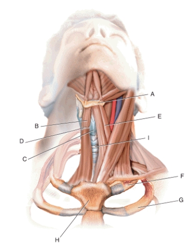 Match the terms or descriptions to the muscle, landmark, or structure in the following figure. First rib