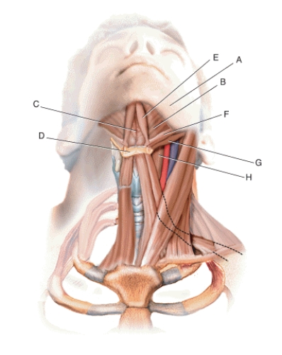 Match the terms or descriptions to the muscle, landmark, or structure in the following figure. -Digastricus posterior