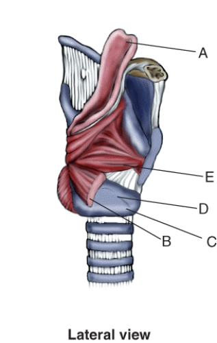 Match the terms or descriptions to the muscle, landmark, or structure in the following figure. -Lateral cricoarytenoid