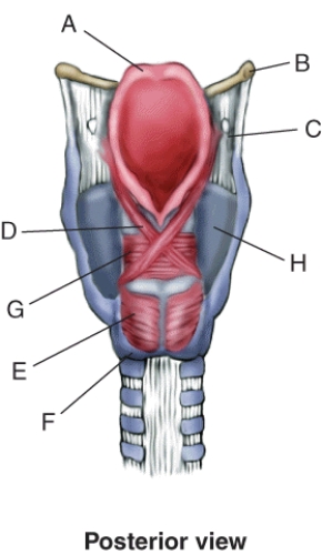 Match the terms or descriptions to the muscle, landmark, or structure in the following figure. -Superior cornu