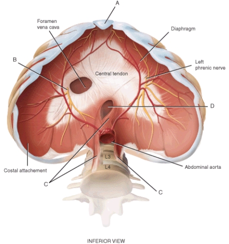 Identify the components indicated on the following figure using the letters provided. Letters may be used more than once or not at all. -Sternal attachment of the diaphragm
