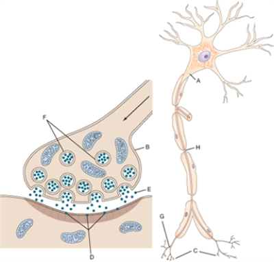 Match each structure or landmark to the correct descriptor. Terms may be used more than once or not at all. -Neurotransmitter
