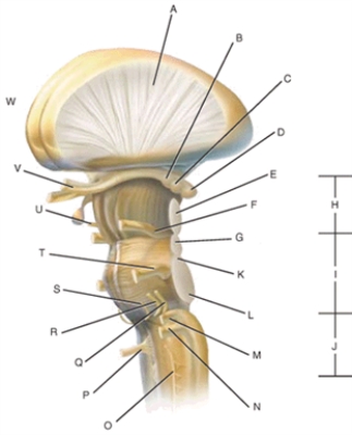 Match each structure or landmark to the correct descriptor. Terms may be used more than once or not at all. -XI accessory nerve