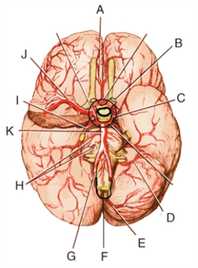 Match each structure or landmark to the correct descriptor. Terms may be used more than once or not at all. -Internal carotid artery