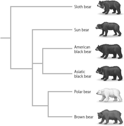 Use the phylogenetic tree below to answer the following question(s). -According to this phylogenetic tree, which bear is most closely related to the American black bear?