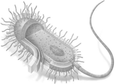 <strong>Select the image that is representative of an idealized plant cell.</strong> A) B) C) D)Both A and C