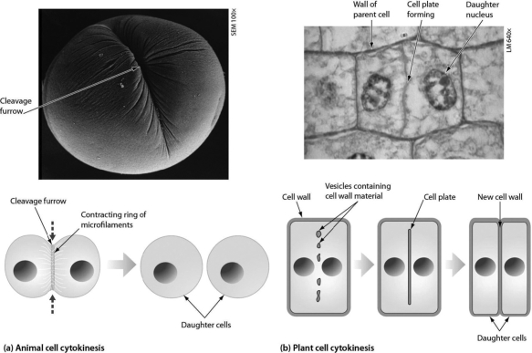 <strong>As shown in the accompanying figure, plant cell cytokinesis differs from animal cell cytokinesis because ________. </strong> A)plant cells produce more daughter cells B)plant cells form a cell plate and animal cells do not C)animal cells produce more daughter cells D)animal cells form a cell plate and plant cells do not