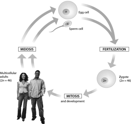 <strong> This diagram of the human life cycle shows that ________.</strong> A)meiosis produces a diploid zygote B)meiosis produces haploid sperm and egg cells C)fertilization produces a haploid zygote D)a diploid zygote undergoes meiosis to produce an adult human