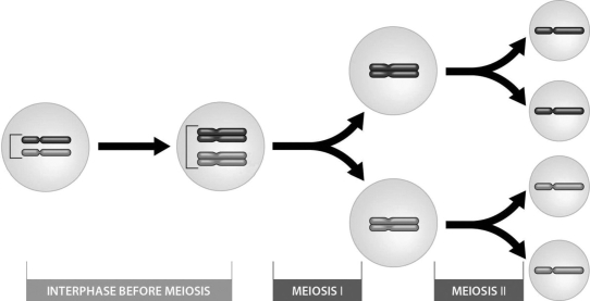 <strong> The above figure shows that ________.</strong> A)meiosis results in the formation of four haploid daughter cells B)fertilization results in four haploid daughter cells C)the human 2n number is 4 D)meiosis forms diploid gametes