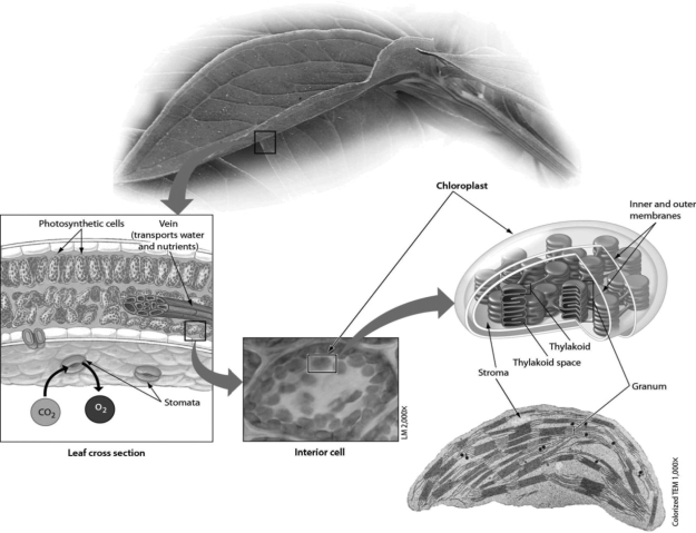 <strong> Refer to the accompanying figure. Plant cells that contain the organelle responsible for photosynthesis are concentrated in cells of the ________.</strong> A)roots B)leaves C)stomata D)grana