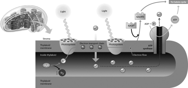 <strong>Please refer to the following art to answer the following questions. Which statement BEST describes the direct mechanism of ATP production during photosynthesis?</strong> A)uses energy generated as hydrogen ions (H<sup>+</sup>)move to an area where there are more hydrogen ions this energy is directly used to make ATP B)uses energy released as excited electrons are passed from one molecule to another in the electron transport system; the energy is converted to the chemical bond energy of ATP C)uses energy stored in excited electrons; as the electrons move from the excited state to the ground state, the energy released is directly converted to the energy stored in the third phosphate bond in ATP D)uses energy stored in hydrogen ion (H<sup>+</sup>)gradients; the potential energy of the proton gradient is released as the protons move down their gradient through special membrane protein channels; this energy is directly converted to chemical bond energy in the ATP molecule