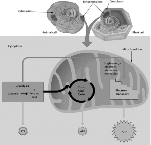 <strong> Examine the figure above. Which of these stages occur(s)in the cytoplasm?</strong> A)glycolysis B)citric acid cycle C)glycolysis and citric acid cycle D)citric acid cycle and electron transport