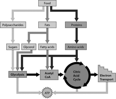 <strong> The figure above shows that ________.</strong> A)amino acids can move directly into the electron transport chain B)cells can use sugars, fatty acids, and amino acids to produce ATP C)cells can produce ATP only from glucose D)cells can produce ATP from sugars and glycerol, but not fatty acids