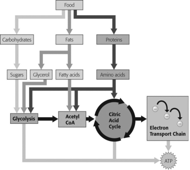 <strong>Which molecule shown in the figure below does NOT begin cellular respiration in the cytoplasm? </strong> A)amino acids B)fatty acids C)glucose D)glycerol