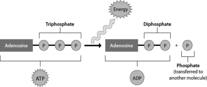 <strong>How does the figure below represent the relationship between energy and ATP? </strong> A)The addition of energy releases a phosphate group from ATP. B)ATP can perform cellular work when it releases a phosphate group. C)ATP can be converted to ADP by adding a phosphate group. D)Energy is released from ATP during the process of cellular respiration.