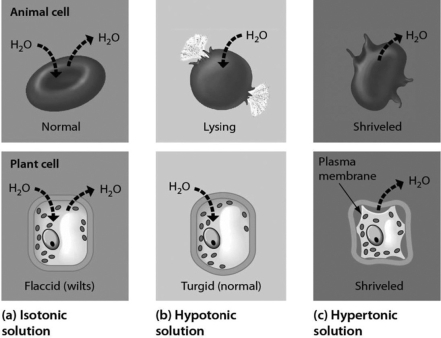 <strong>Examine the cells below. Cells with a higher concentration of ions than the surrounding medium tend to ________. </strong> A)stay about the same size and shape B)expand C)shrink D)divide