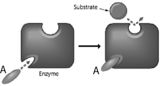 <strong>In7 the figure below, how does the molecule labeled A affect enzyme function? </strong> A)It is an inhibitor that changes the enzyme's active site. B)It is a substrate imposter that keeps the regular substrate from binding. C)It is a second substrate for an enzyme that works on two substrates. D)It lowers the activation energy for the chemical reaction.