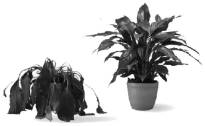 <strong>The photos below show a plant before watering (left)and after it was watered (right). What causes the change in plant appearance? </strong> A)Cells that were in an isotonic environment are restored to a hypotonic environment. B)The plant wilted because its cells lysed; watering creates an isotonic environment. C)A hypertonic solution makes the plant wilt and watering makes its cells turgid again. D)Watering shifts a hypotonic environment to a hypertonic environment.