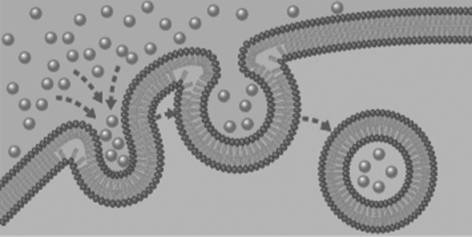 <strong>What cell transport is modeled by the diagram below? </strong> A)A liver cell uses endocytosis to take up cholesterol from the blood. B)A tear gland cell secretes a salty solution by exocytosis. C)A neuron uses passive transport to export dopamine. D)An immune cell engulfs virus particles using facilitated diffusion.