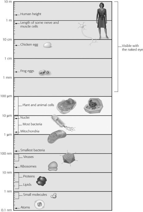 <strong>Using the figure for a reference, approximately how many times larger is the smallest bacteria compared to an atom? </strong> A)10 times larger B)100 times larger C)1,000 times larger D)10,000 times larger