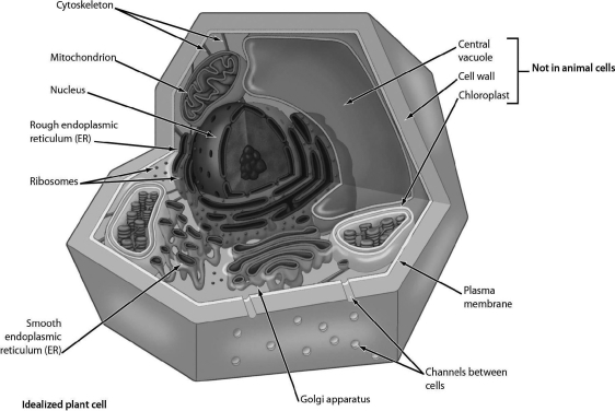 <strong>Examine the structure of the plant cell in the figure. Which organelles connect(s)to the endoplasmic reticulum? </strong> A)the Golgi apparatus B)lysosomes C)mitochondria D)nuclear envelope