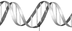 <strong>Where is this molecule normally found in a eukaryotic cell? </strong> A)cytosol B)Golgi apparatus C)nucleus D)rough endoplasmic reticulum