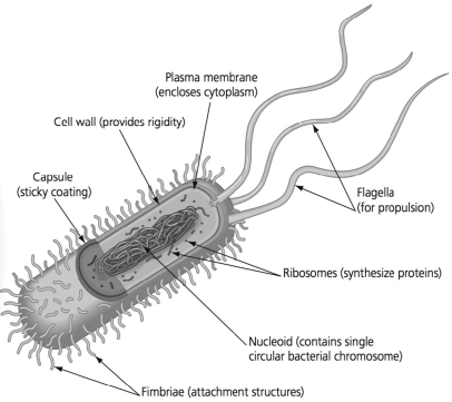 <strong>Suppose you are designing an antibiotic that specifically targets prokaryotic cells. Which labeled structure in the figure below should you target such that the antibiotic only affects prokaryotic cells? </strong> A)structure A B)structure B C)structure C