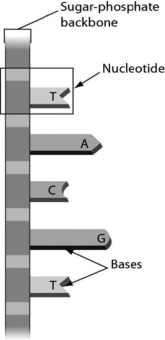 <strong>The figure below shows ________. </strong> A)a single strand of RNA B)double-stranded RNA C)a single strand of DNA D)double-stranded DNA